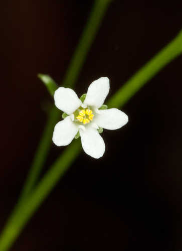 Samolus valerandi ssp. parviflorus #8